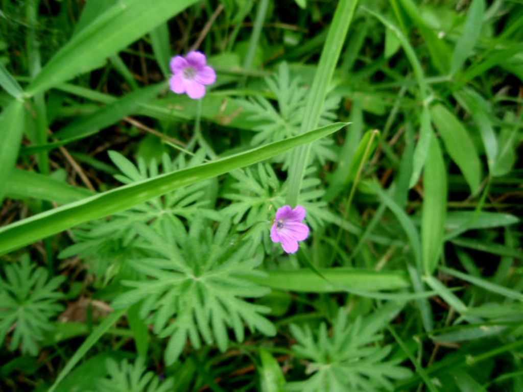 Geranium columbinum